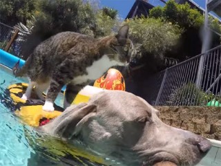 犬をボート代わりにする猫♪ 「これは楽しいにゃ~!」