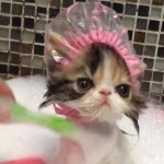 「お風呂大好き!」子猫の可愛いバスタイム♪ キャップを被って湯船に浸かっている姿に萌えます!