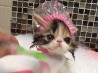 「お風呂大好き!」子猫の可愛いバスタイム♪ キャップを被って湯船に浸かっている姿に萌えます!