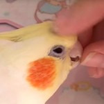 甘えん坊なオカメインコの面白動画♪ ナデナデ、スリスリが可愛い過ぎる!