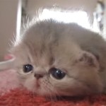 生後3週間のエキゾチックショートヘアーの子猫♪ ママを呼んでいる鳴き声が可愛いすぎる!