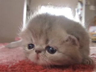 生後3週間のエキゾチックショートヘアーの子猫♪ ママを呼んでいる鳴き声が可愛いすぎる!