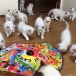 生後2ヶ月のラグドールの子猫たち♪ 勢揃いして遊んでいます!