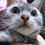 アメショの猫あめちゃん、カミキリ虫に手を噛まれてびっくり! 思わず「ワン!」と鳴いた!