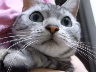 アメショの猫あめちゃん、カミキリ虫に手を噛まれてびっくり! 思わず「ワン!」と鳴いた!