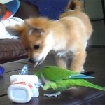 インコ vs チワワ、ヨーグルトの容器を奪い合う面白動画