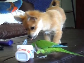 インコ vs チワワ、ヨーグルトの容器を奪い合う面白動画
