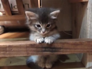 怯える子猫が、決心して段差を飛び越える面白動画