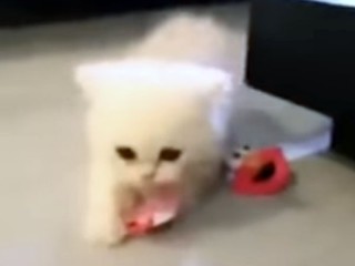 子猫がおしゃぶりを盗んで、懸命に逃げ去る! シャーッと威嚇する姿も可愛すぎです♪