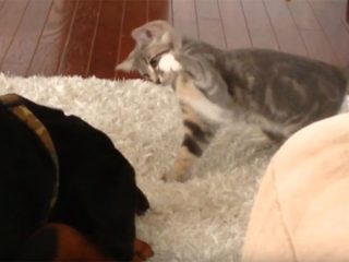 子猫がドーベルマンに猫パンチ!キュン死の萌え動画