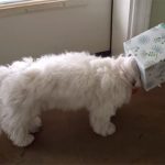 イタズラを叱られて、罪深さを感じる犬の面白動画