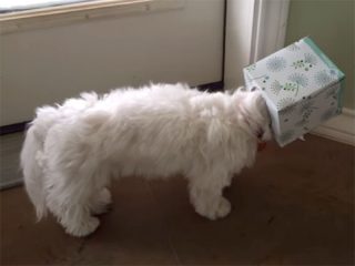 イタズラを叱れ、罪深さを感じる犬の面白動画