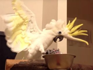 雄叫びがうるさいと注意され、反省した白色オウムの動画