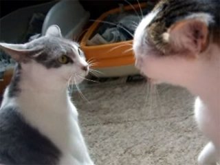 猫が喧嘩で「ワンワン」と鳴いた! 犬の鳴き真似をする猫