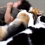 コーギー犬、猫、子どもが「川の字」で寝る面白動画