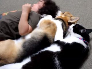 コーギー犬、猫、子どもが「川の字」で寝る面白動画
