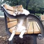 猫が公園のベンチに座って、のんびりリラックス♪