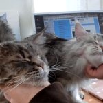 とっても甘えん坊なメインクーンの双子猫。ナデナデされて、巨大猫が子猫のように甘えています♪