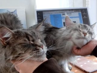 とっても甘えん坊なメインクーンの双子猫。ナデナデされて、巨大猫が子猫のように甘えています♪