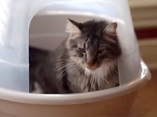 子猫に猫砂トイレの使い方をしつける♪