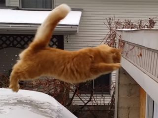 猫のジャンプ失敗! 雪に滑って、ずっこける猫