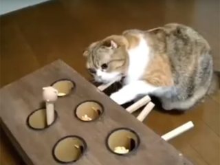 猫のもぐら叩きの進化形! 猫が出して、犬がくわえる!