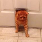 ぽっちゃり猫が、猫ドアを必死でくぐり抜ける!