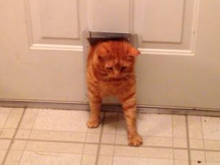 ぽっちゃり猫が、猫ドアを必死でくぐり抜ける!