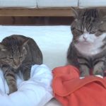 猫の前足ふみふみ♪ まる&はなが仲良く足踏みしています