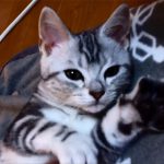 喉をゴロゴロ鳴らして甘える子猫♪