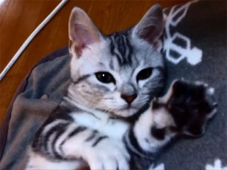喉をゴロゴロ鳴らして甘える子猫♪