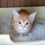 茶トラ子猫の必死のトイレ「うんち出るニャー!」