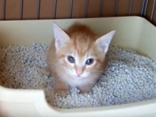 茶トラ子猫の必死のトイレ「うんち出るニャー!」