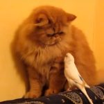 猫と遊びたくて仕方のないオウム♪