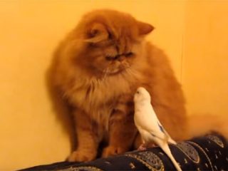 猫と遊びたくて仕方のないオウム♪