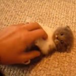 鳴きながら遊ぶスコティッシュフォールドの子猫♪