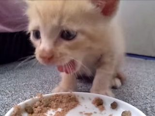 はじめてのカリカリに子猫が挑戦! でも、飲み込んだら「おえっ!」