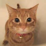 「ビュン!」と勢いよく飛び出して来たと思ったら、ゆっくりと沈んでいく猫が可愛い♪