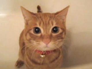 「ビュン!」と勢いよく飛び出して来たと思ったら、ゆっくりと沈んでいく猫が可愛い♪