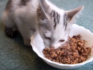 保護された空腹の子猫、「うめぇ、うめぇ!」と鳴きながら喜んで餌を食べる! その後、ちゃんと育てられています♪