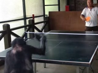 サルとおじさん、卓球対決! 人類と呼んで構わないサルの腕前!