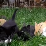 子ウサギと一緒に、子猫たちがピョンピョン跳ねて遊ぶ♪ みんなきょうだいみたいで可愛い!