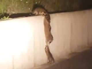 微笑ましいアライグマ家族のチームワーク! 力を合わせて、塀を登れない子を見事に引き上げた!