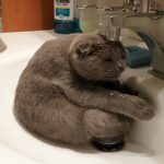 洗面台のシンクの中で、スコ座りする猫。水を飲みたいのか、水浴びをしたいのかは不明です(笑)
