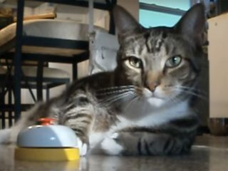 ベルを「チン♪」と鳴らして、オヤツを催促する猫。これを覚えたら一日中、鳴りっぱなしになりそう(笑)