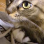 ご主人が呼ぶと、ピョン!と跳んで抱っこされるメインクーン。大型猫ほど甘えん坊です♪