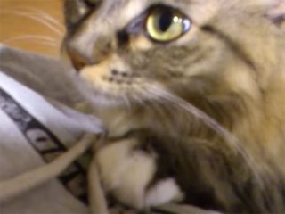 ご主人が呼ぶと、ピョン!と跳んで抱っこされるメインクーン。大型猫ほど甘えん坊です♪