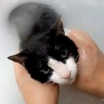 猫のむーちゃんは、お風呂と分かると飛んで来る! ご主人と一緒に仲良くバスタイム♪