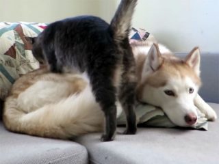 猫がハスキー犬をフミフミ? マッサージかと思いきや、犬を寝床にしようと整えているのでした(笑)