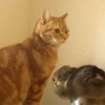 怒って威嚇する猫が、滑ってコケた! でも、それを見なかったことにする優しい猫♪